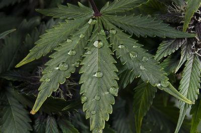 Close-up of wet leaves