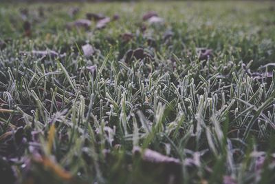 Plant growing on field