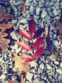 High angle view of dry leaves on field