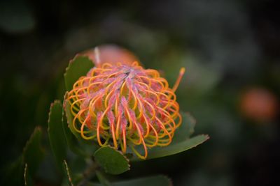 Close-up of red flower