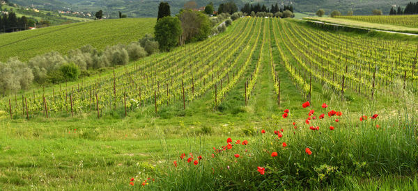 Scenic view of grassy field