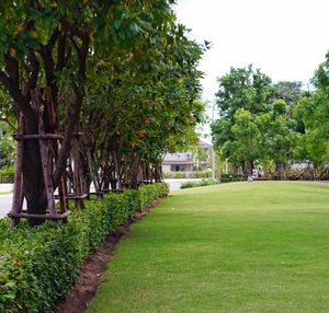 Trees in park