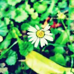 Close-up of yellow flower blooming outdoors