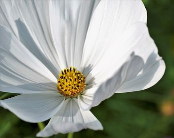 Close-up of white flower