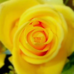 Close-up of yellow rose