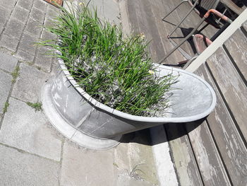 High angle view of potted plants on footpath