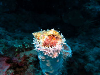 Close-up of coral in sea