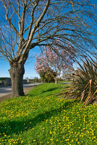 Scenic view of grassy field against sky