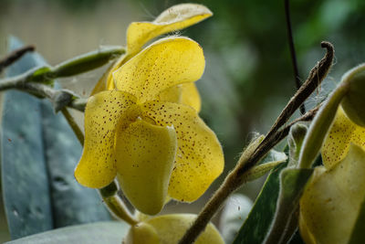 Close-up of yellow flowering plant