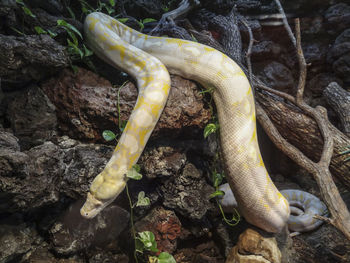 High angle view of snake on rock