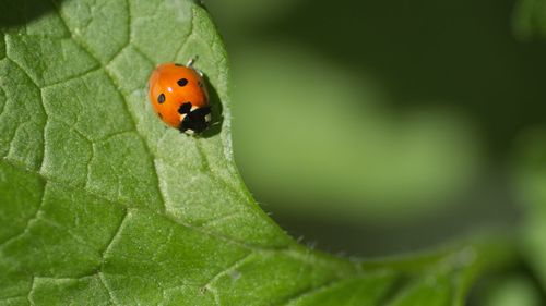 Close-up of ladybug on leaf