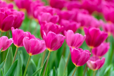 Close-up of pink tulips in field