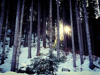 Pine trees in forest during winter