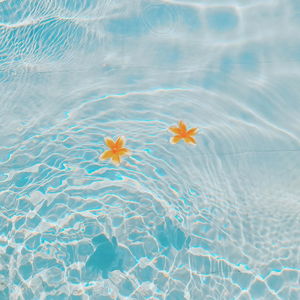 High angle view of swimming pool with flowers floating