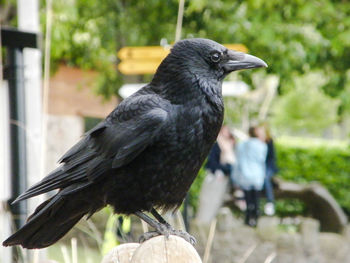 Close-up of bird perching outdoors