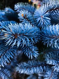 Close-up of pine tree during winter