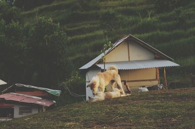 View of a dog on field