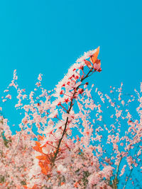 Low angle view of flowering plant against blue sky