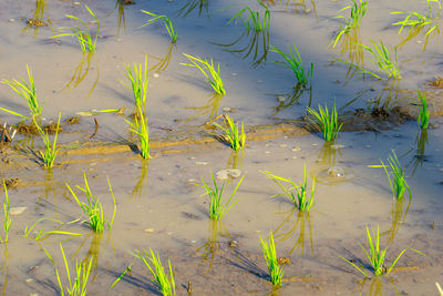 High angle view of plants floating on lake