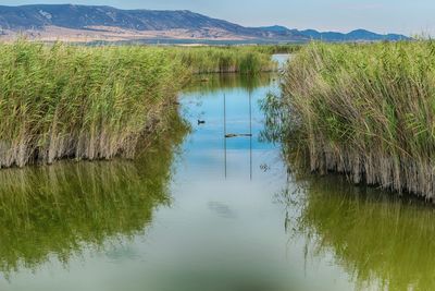 Scenic view of lake