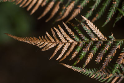 Close-up of fern leaves