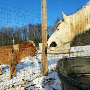 Horses on snow field against sky during winter