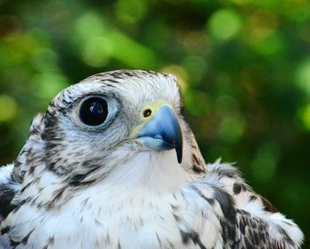 Close-up of falcon