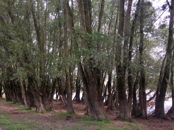 Trees in forest