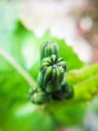 Close-up of fresh green plant