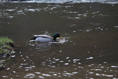 High angle view of ducks swimming on lake