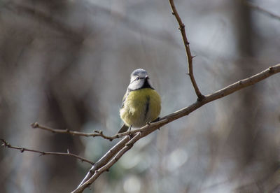 Close-up of bird perching on tree