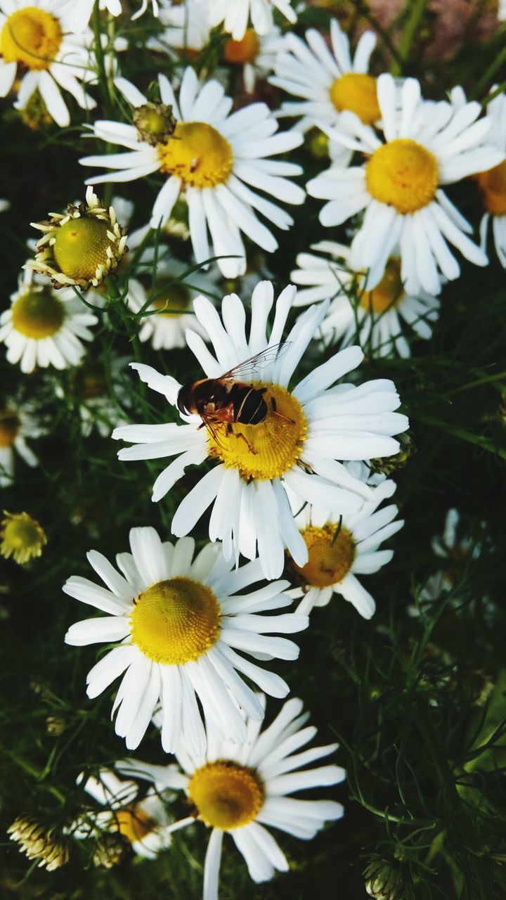 flower, petal, freshness, fragility, flower head, yellow, daisy, white color, growth, beauty in nature, pollen, blooming, nature, plant, high angle view, field, close-up, in bloom, focus on foreground, day