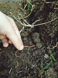 Close-up of hand holding worm