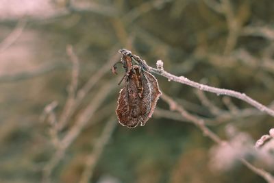 Close-up of dry leaves with frost on twig