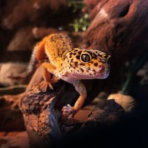 Close-up of lizard on rock