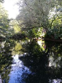 Reflection of trees in lake against sky