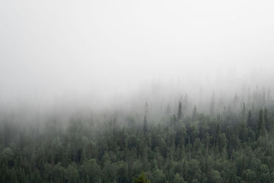 Trees in forest against sky during foggy weather