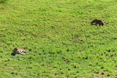 View of a cat on field