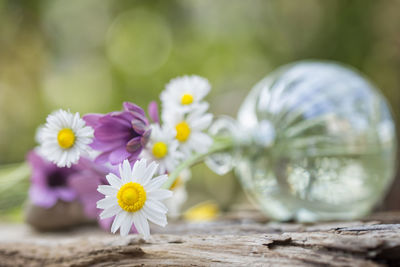 Close-up of purple daisy flowers on wood