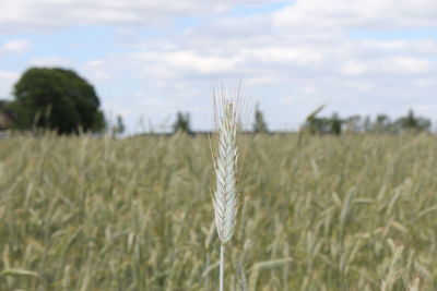 Close-up of wheat growing on field against sky