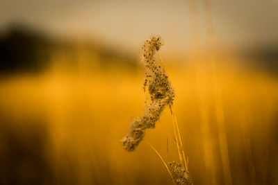 Close-up of wilted flower on field at sunset