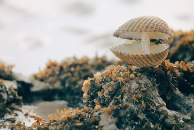 Close-up of seashell on beach