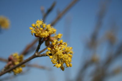 Close-up of yellow cherry blossom against sky
