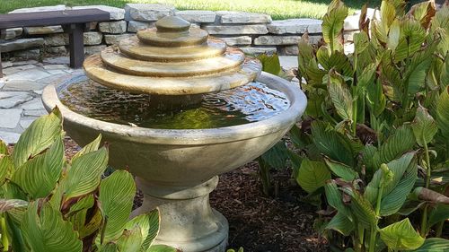 Plants growing in sunlight