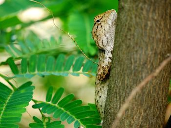 Close-up of butterfly on leaf