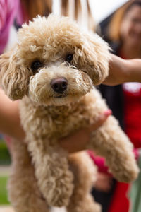 Close-up of dog