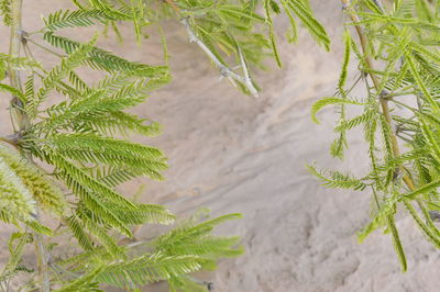 High angle view of pine tree leaves