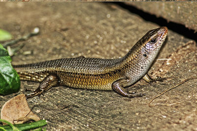 Close-up of a lizard on a footpath