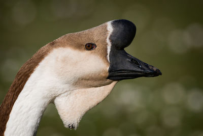 Close-up of a bird looking away