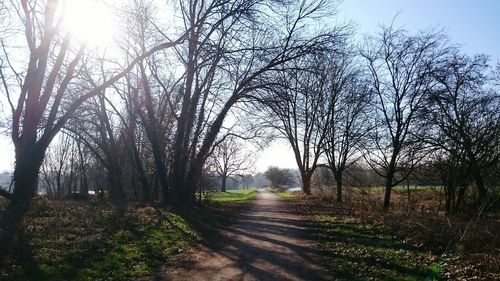 Road passing through forest